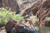 Denise Milani in a bikini